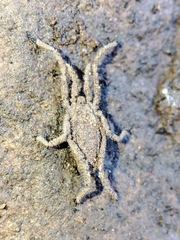 Trogulidae