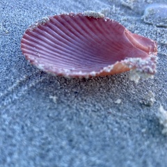 Mimachlamys asperrima