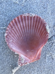 Mimachlamys asperrima