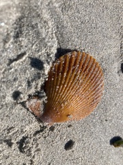 Mimachlamys asperrima