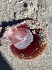 Mimachlamys asperrima