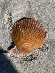 Mimachlamys asperrima