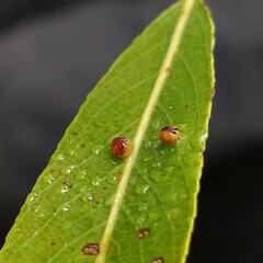 Aculus