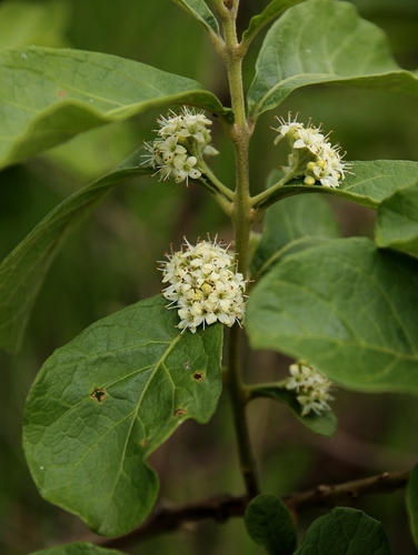 Aegiphila