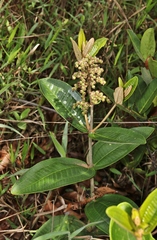 Miconia fallax