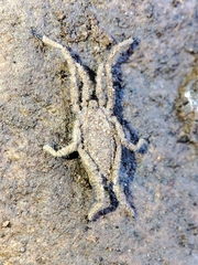 Trogulidae