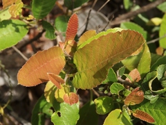 Davilla elliptica