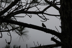 Yungipicus canicapillus