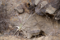 Deuterocohnia