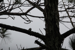 Yungipicus canicapillus