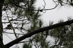 Yungipicus canicapillus