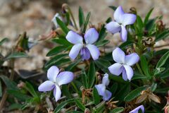 Viola arborescens