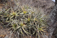 Deuterocohnia