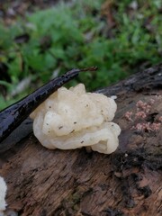 Tremellomycetes