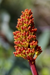 Palicourea rigida