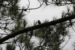 Yungipicus canicapillus