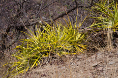 Deuterocohnia