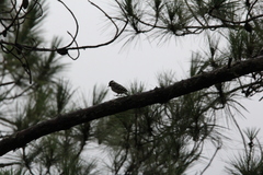 Yungipicus canicapillus