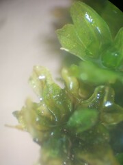 Syntrichia latifolia