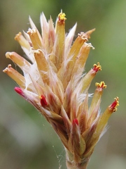 Gomphrena virgata