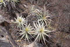 Deuterocohnia