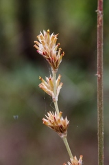 Gomphrena virgata