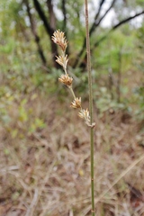 Gomphrena virgata