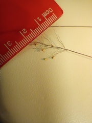 Dichanthelium leucothrix