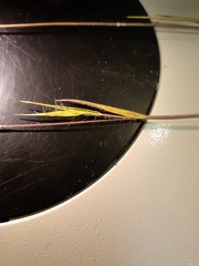 Dichanthelium leucothrix