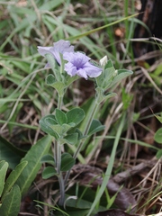 Ruellia dissitifolia