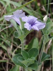 Ruellia dissitifolia