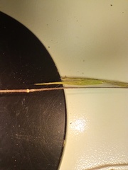 Dichanthelium leucothrix