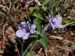 Ruellia dissitifolia
