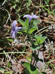 Ruellia dissitifolia