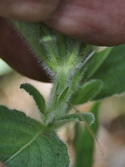 Ruellia dissitifolia
