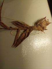 Dichanthelium leucothrix