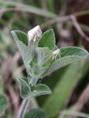 Ruellia dissitifolia