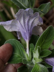 Ruellia dissitifolia