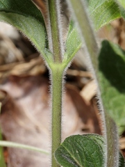 Ruellia dissitifolia