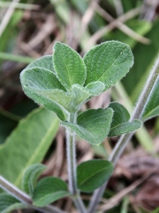 Ruellia dissitifolia