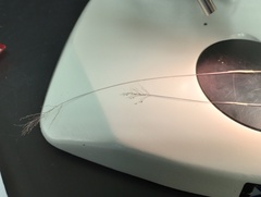 Dichanthelium leucothrix