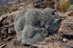 Deuterocohnia