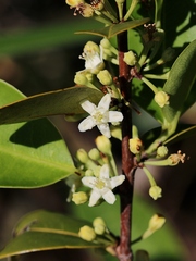 Erythroxylum campestre