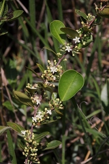 Erythroxylum campestre