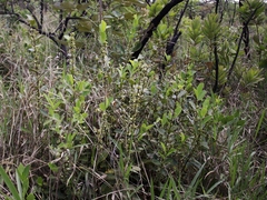 Erythroxylum campestre
