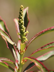Sapium glandulosum