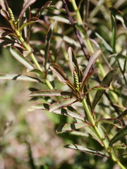Sapium glandulosum