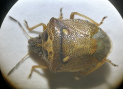 Eysarcoris aeneus