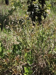 Sapium glandulosum