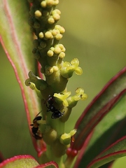 Sapium glandulosum